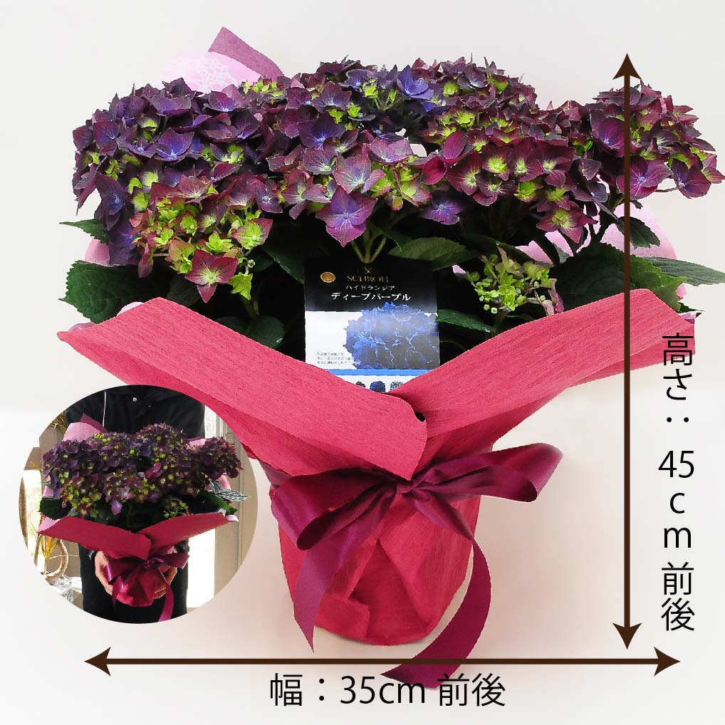 ディープパープル