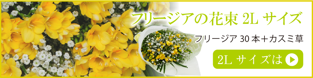 フリージア2Lサイズ 