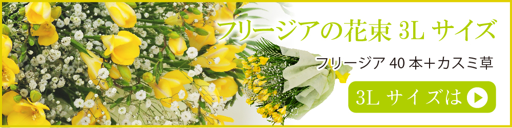 フリージア3Lサイズ 