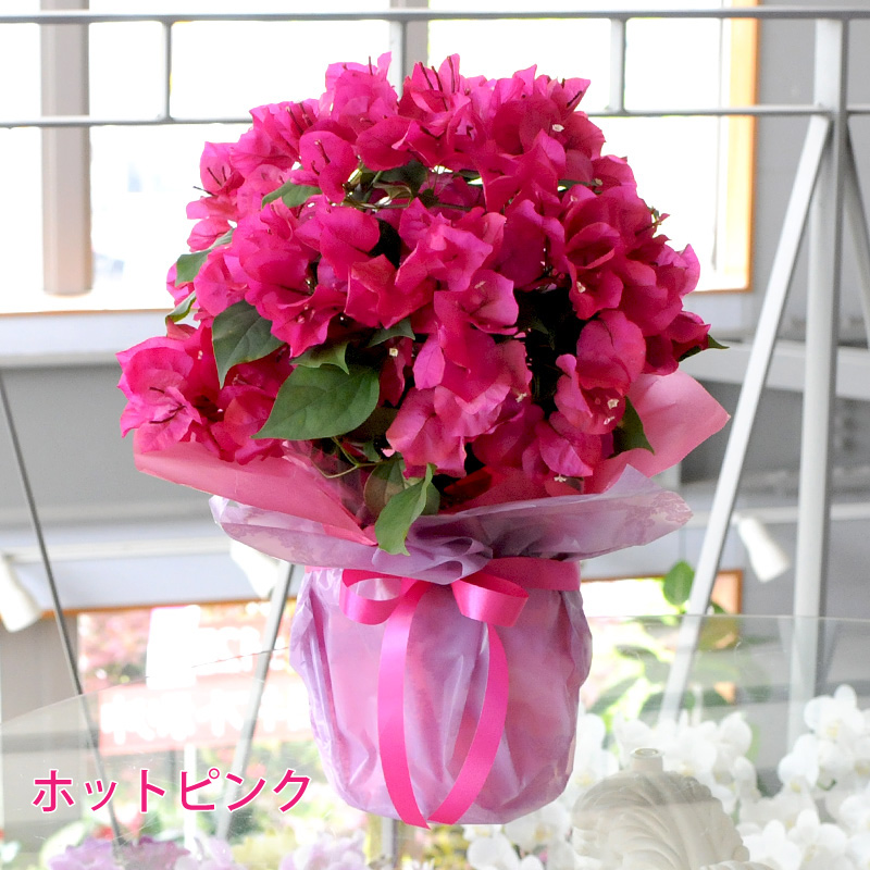 誕生日 お祝い プレゼント 花 ブーゲンビレア 色が選べるブーゲンビリアの鉢植え 5号鉢｜flower｜02
