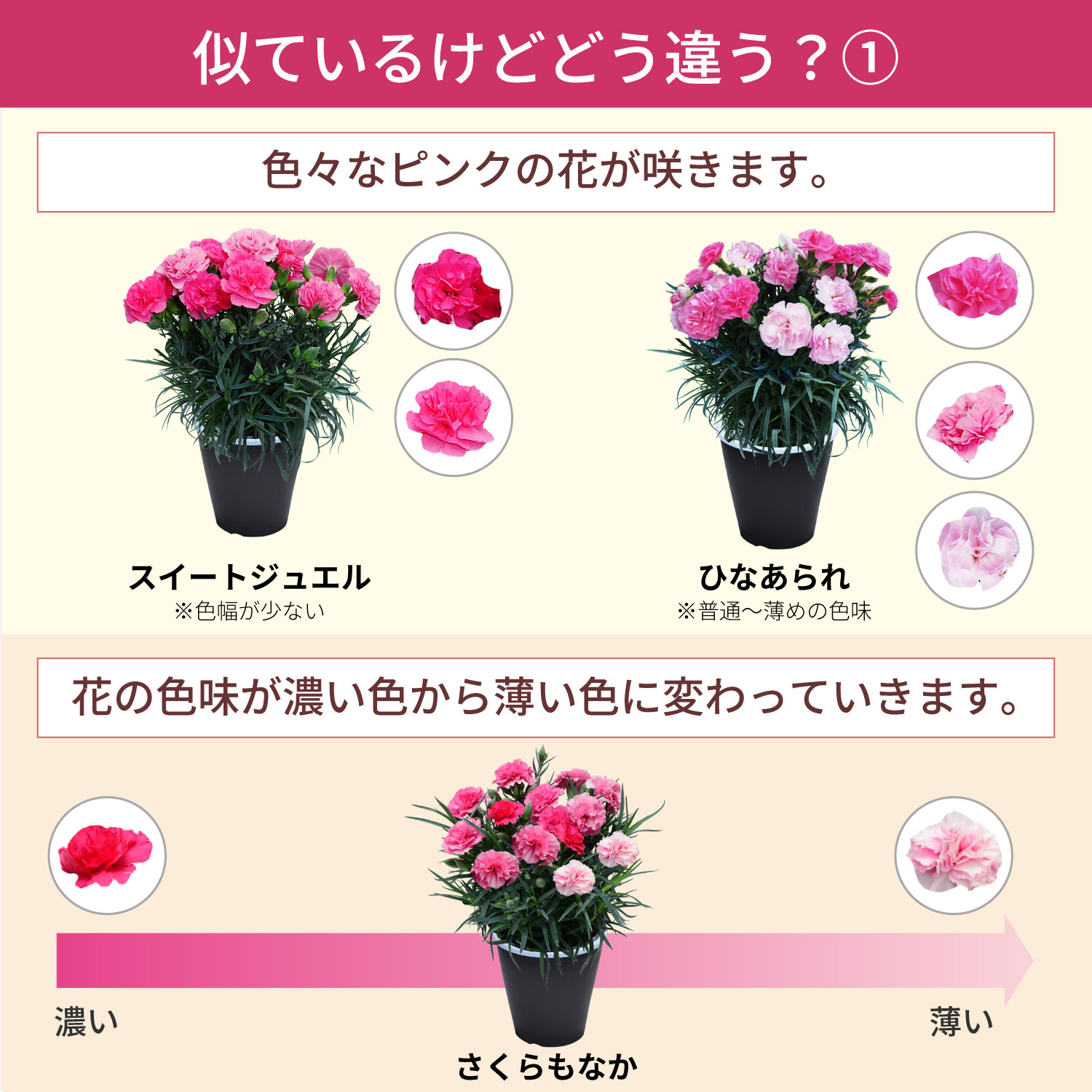 母の日カーネーションスタンダード25色 色の違い1
