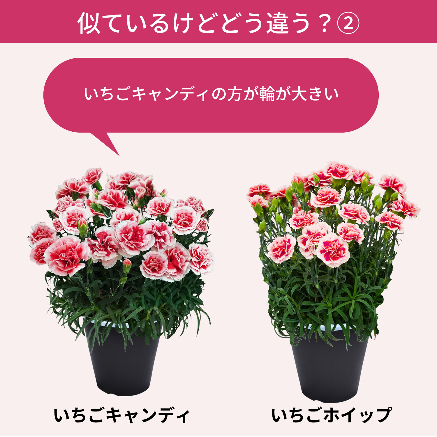 母の日カーネーションスタンダード25色 色の違い2
