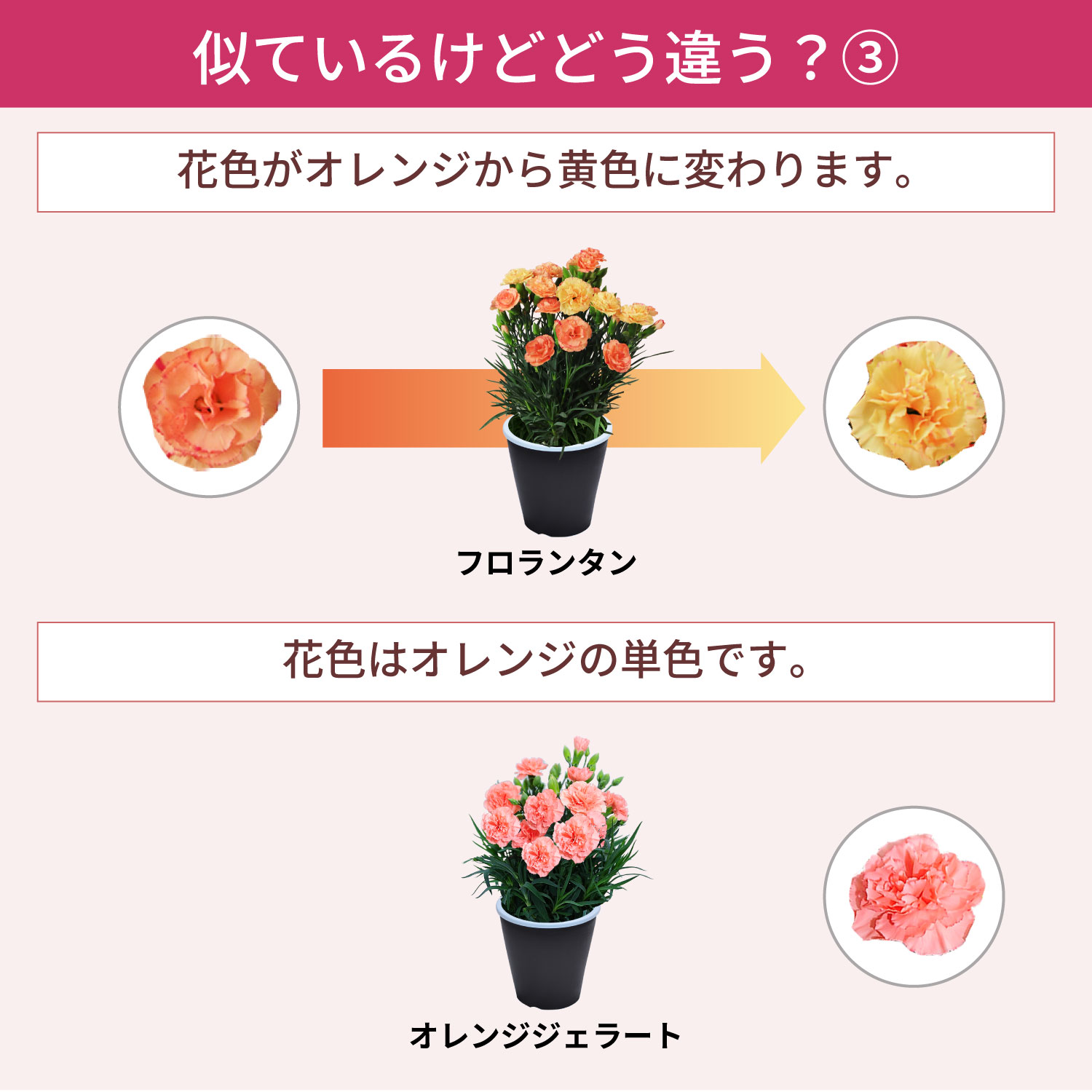 母の日カーネーションスタンダード25色 色の違い3