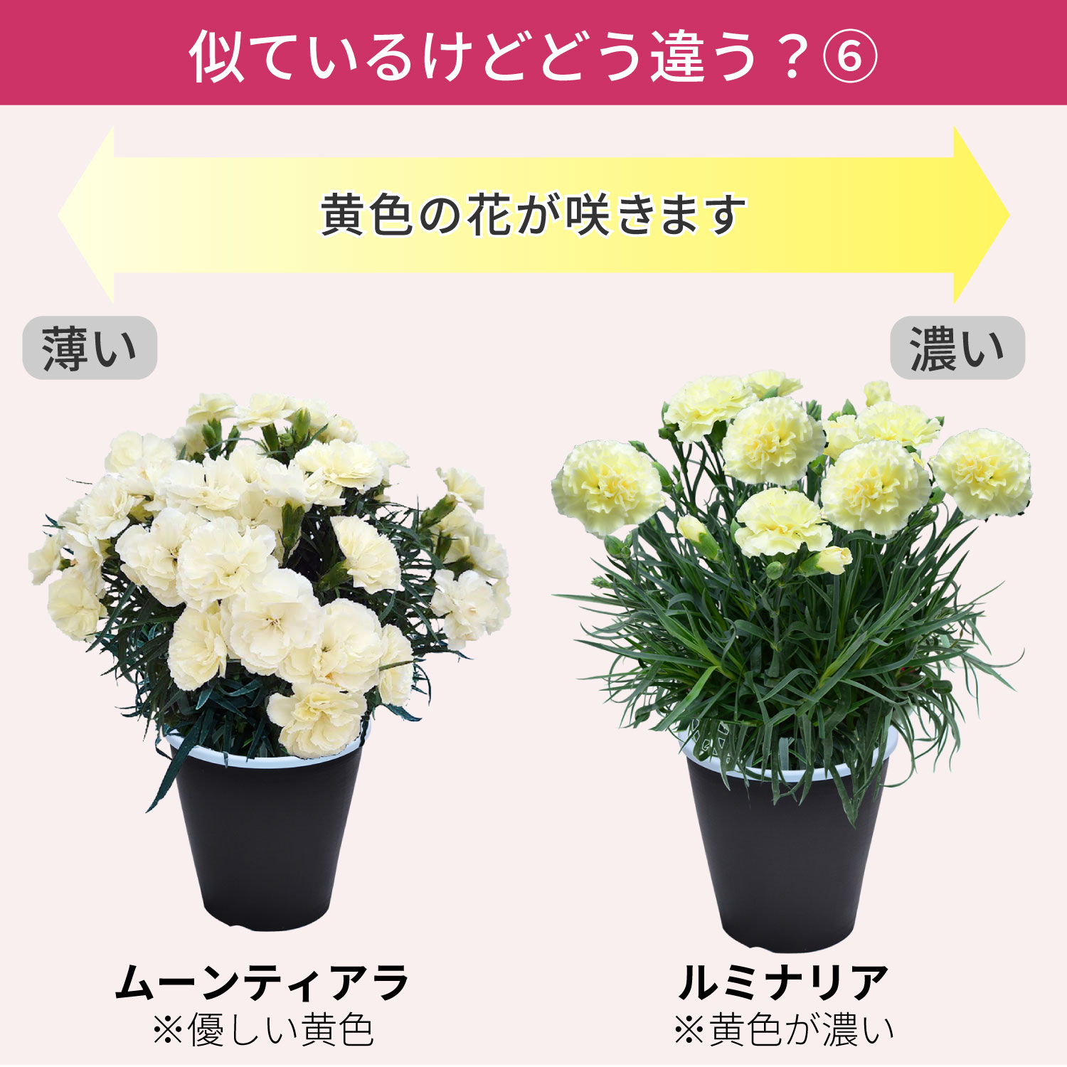 母の日カーネーションスタンダード25色 色の違い6