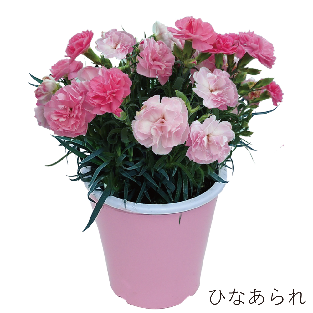 5号プレミアムひなあられ