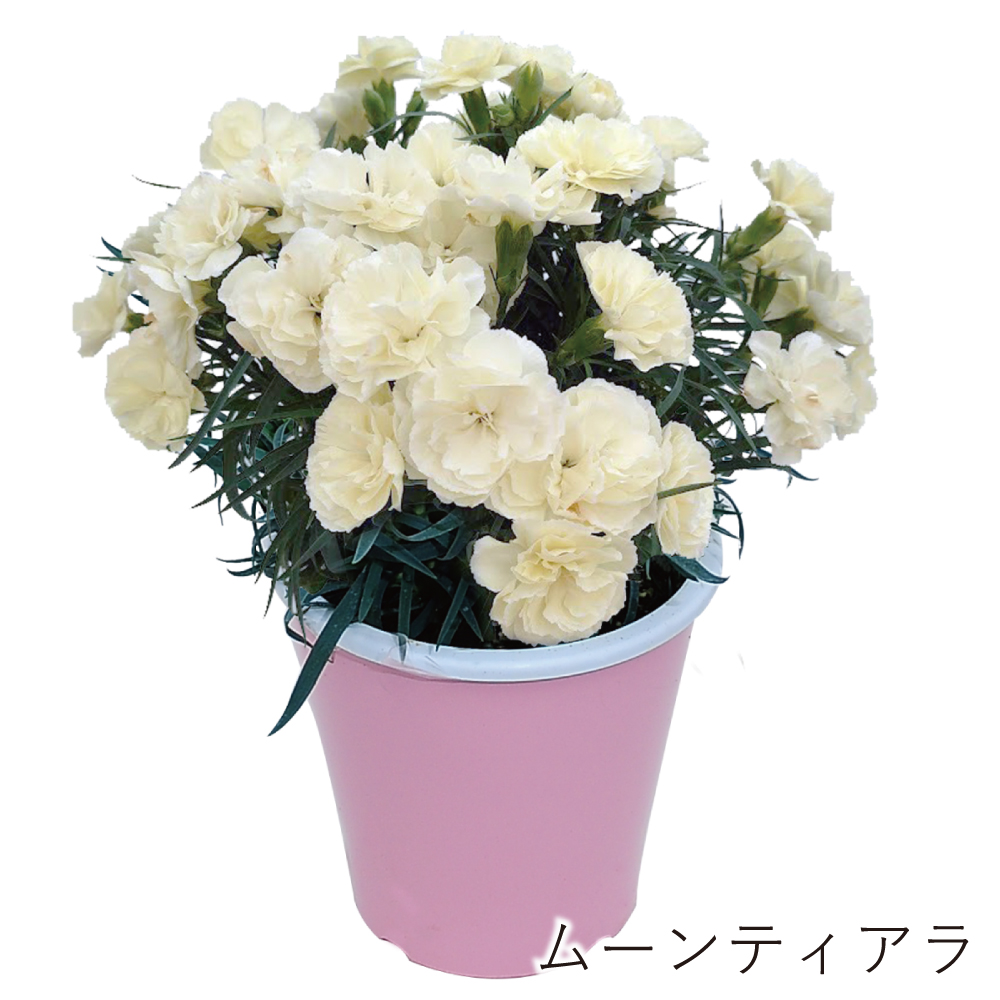 5号プレミアムムーンティアラ