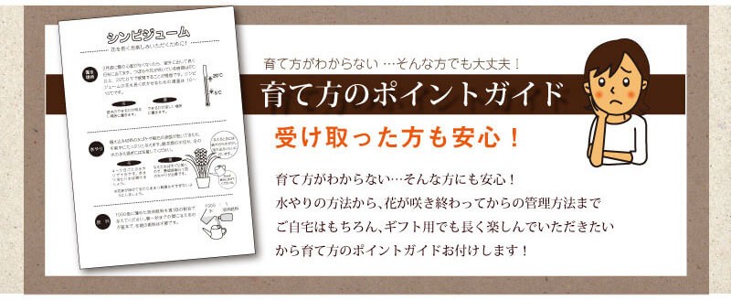 育て方がわからない・・・そんな方でも大丈夫!育て方のポイントガイド。受け取った方も安心!育て方が分からない・・・そんな方にも安心!水やりの方法から、花が咲き終わってからの管理方法までご自宅はもちろん、ギフト用でも長く楽しんでいただきたいから育て方のポイントガイドお付けします!