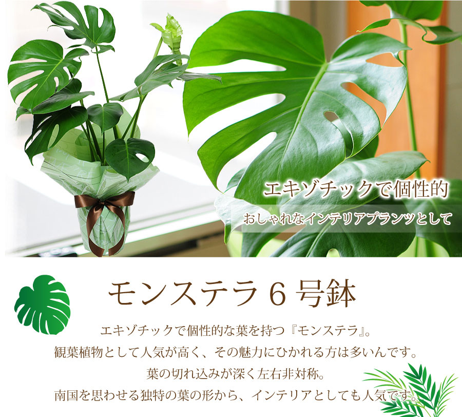 モンステラ6号鉢