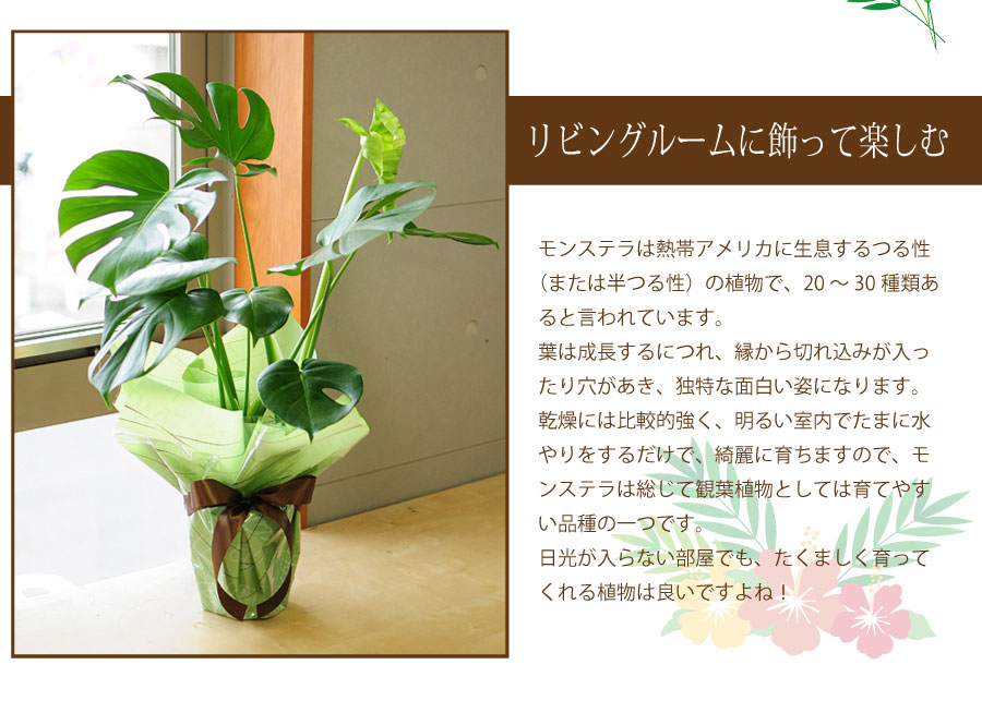 モンステラ6号鉢