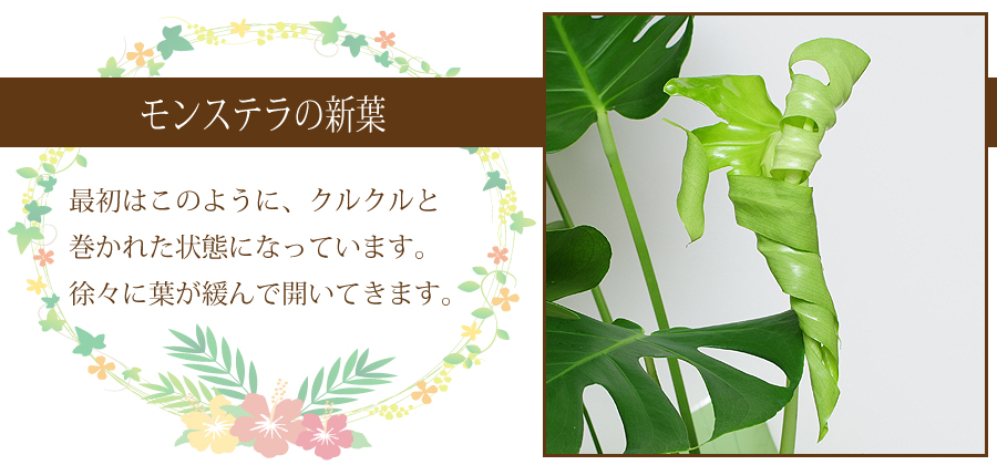 モンステラ6号鉢