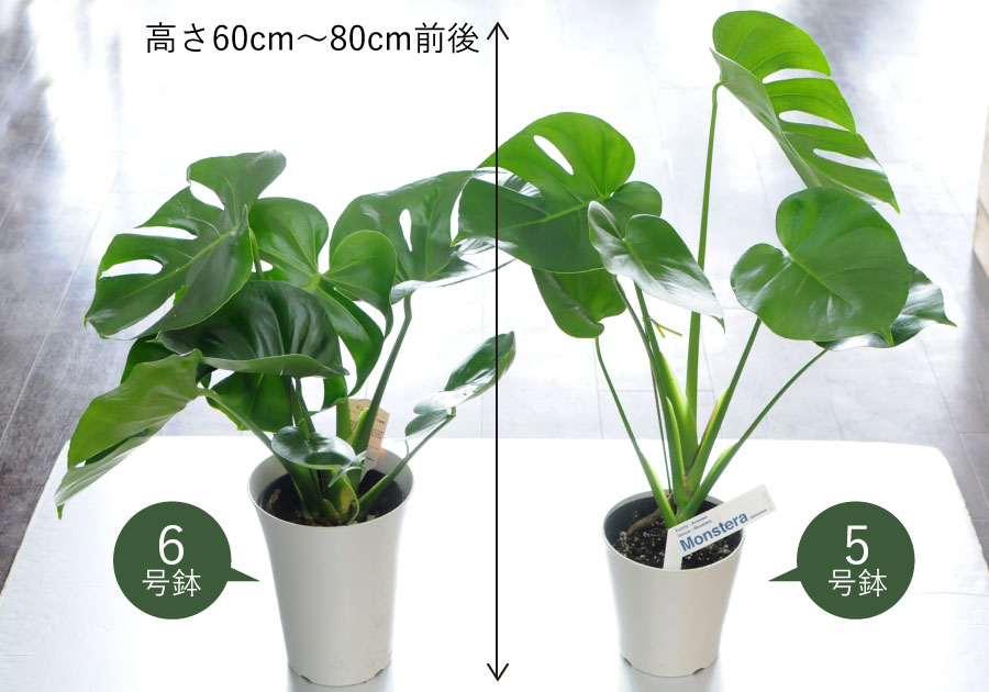 エーデルワイス花の贈り物 父の日 花 ギフト 観葉植物 室内用