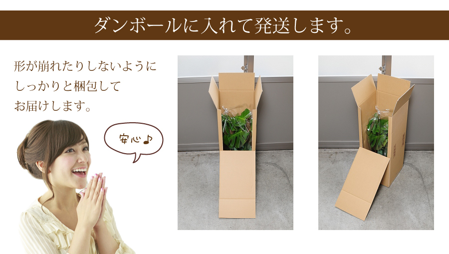 モンステラ6号鉢