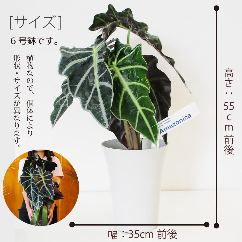 アロカシア アマゾニカ6号鉢 クワズイモ 送料無料 風水 南国 インテリア プレゼント Hc Amazonica 花束ギフト花工房 誕生日翌日配達 通販 Yahoo ショッピング