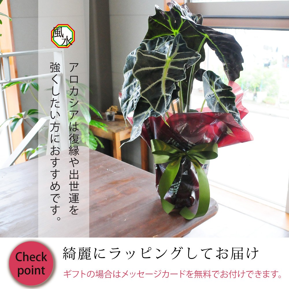 アロカシア アマゾニカ6号鉢 クワズイモ 送料無料 風水 南国 インテリア プレゼント Hc Amazonica 花束ギフト花工房 誕生日翌日配達 通販 Yahoo ショッピング