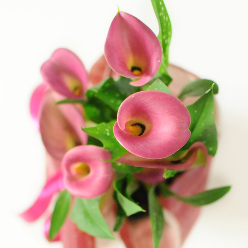お祝い 誕生日ギフト 花のプレゼント 色が選べるカラーの鉢植え5号鉢｜flower｜02