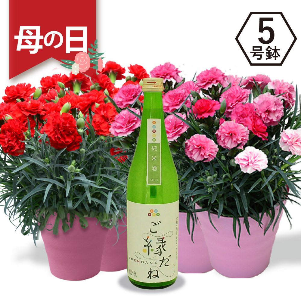 カーネーションとご縁だね