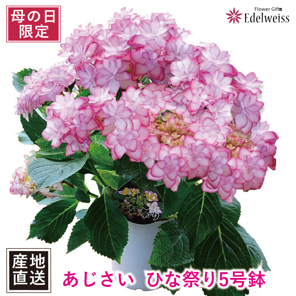 アジサイ ひなまつり 5号鉢