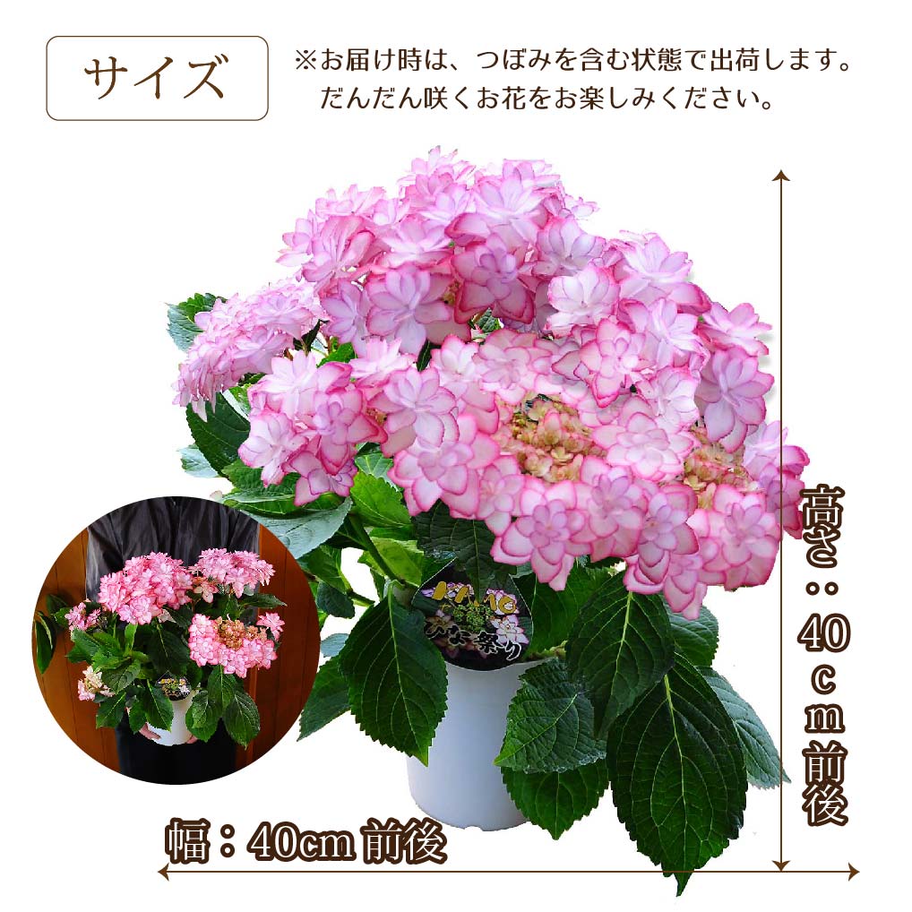 ひなまつりグ
