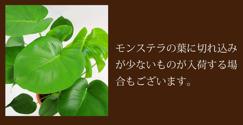 モンステラ6号鉢
