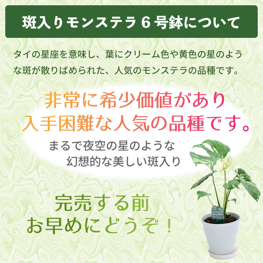 エーデルワイス花の贈り物 観葉植物 斑入りモンステラ 6号鉢 陶器鉢