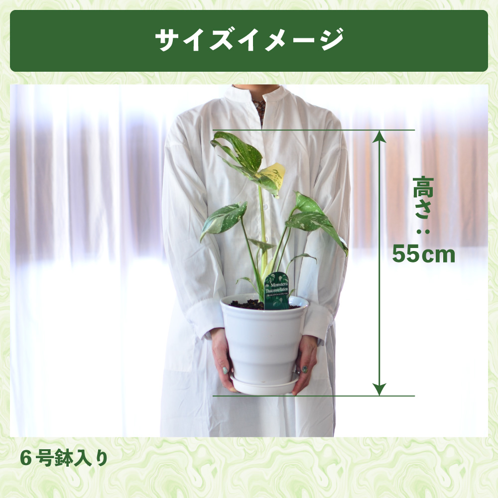 エーデルワイス花の贈り物 観葉植物 斑入りモンステラ 6号鉢 陶器鉢