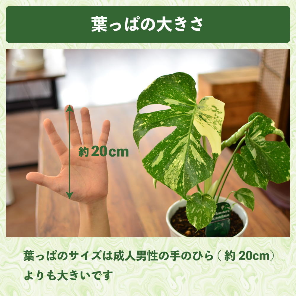 エーデルワイス花の贈り物 爆買 父の日 花 ギフト 観葉植物 斑入り