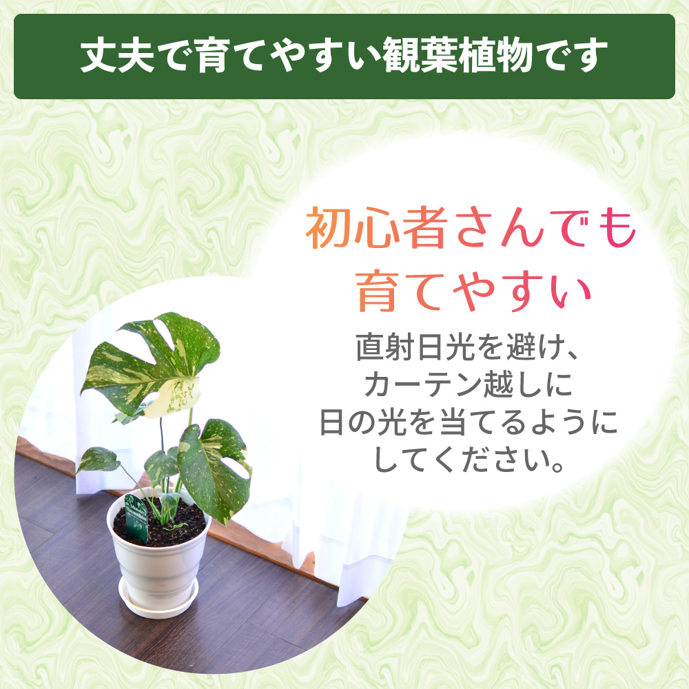 エーデルワイス花の贈り物 花 ギフト 観葉植物 斑入りモンステラ 6号鉢