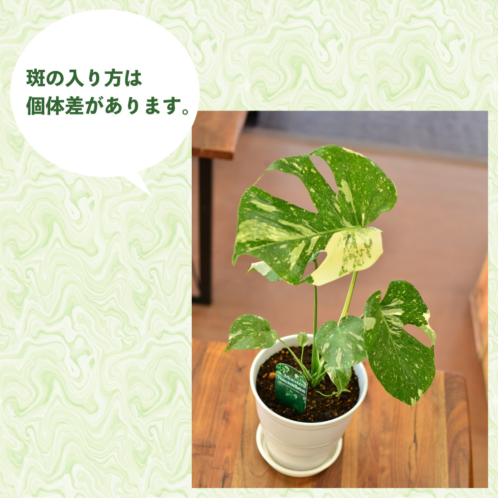 エーデルワイス花の贈り物 観葉植物 斑入りモンステラ 6号鉢 陶器鉢