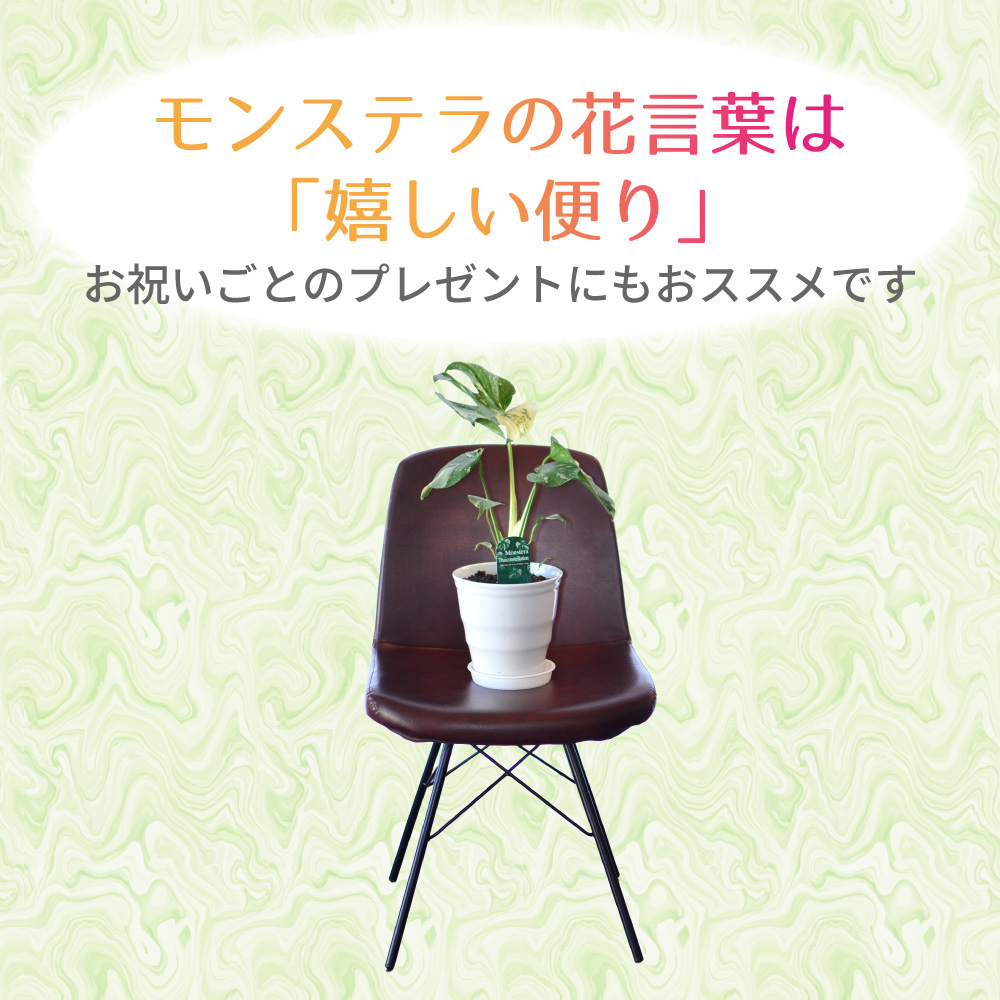 エーデルワイス花の贈り物 爆買 父の日 花 ギフト 観葉植物 斑入り