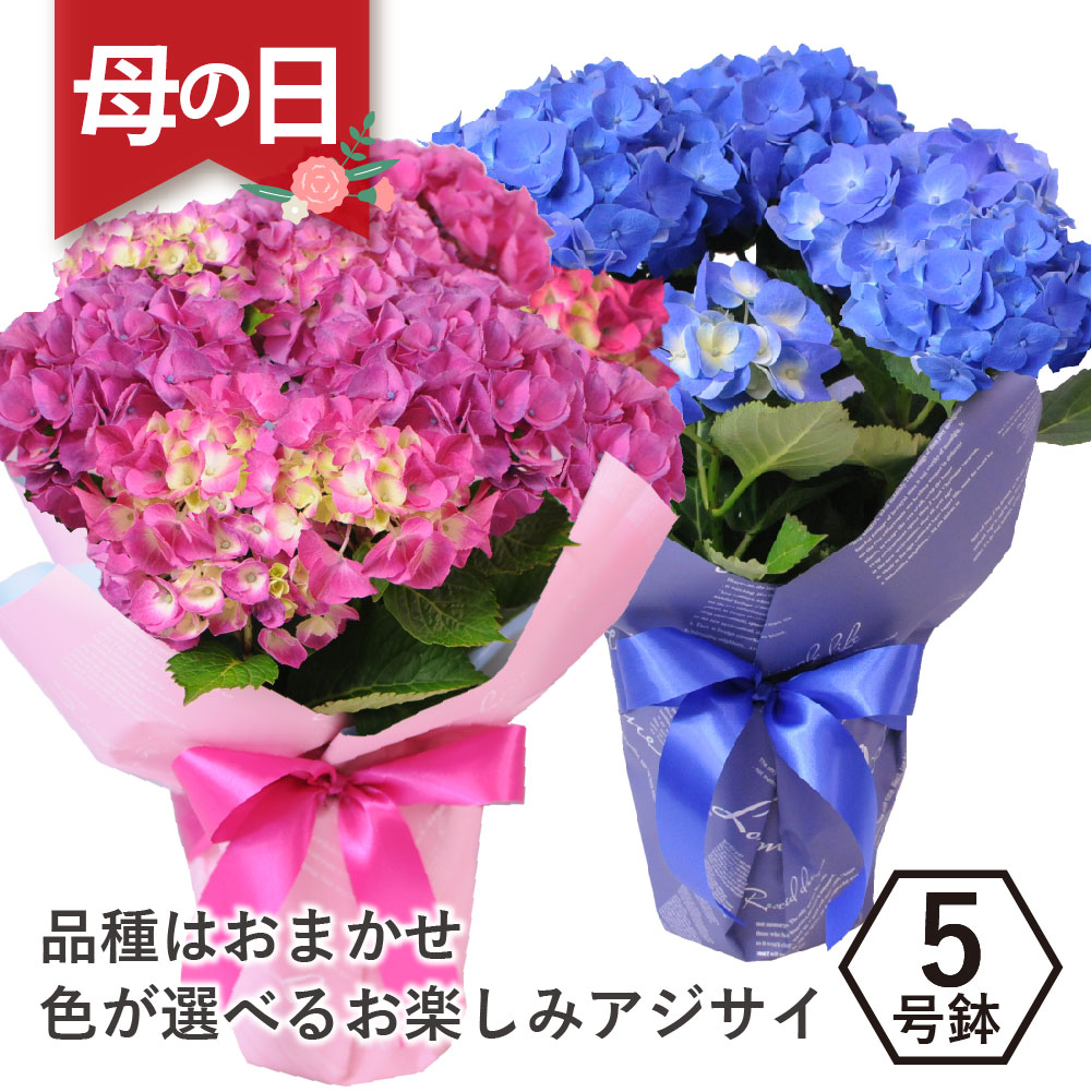 アジサイの鉢花 5号鉢
