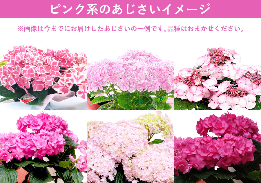 ピンク系