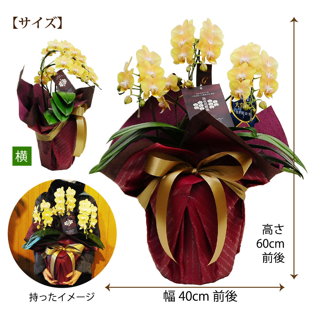 エーデルワイス花の贈り物 ミディ胡蝶蘭 黄色 ゴールデンマンボ 3本立