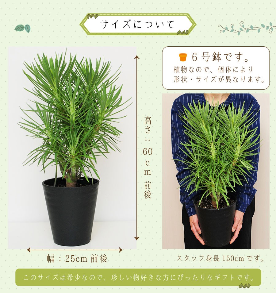 エーデルワイス花の贈り物 観葉植物 室内用 クレイニア 6号鉢 産地直送