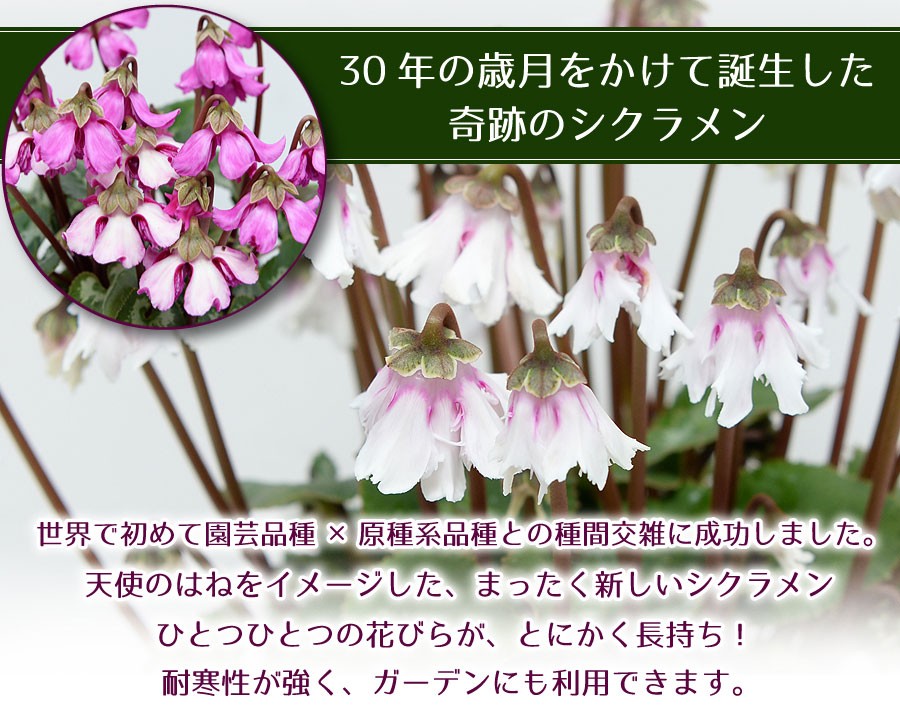 花束ギフト花工房 誕生日翌日配達 新品種シクラメン 天使のはね 産地直送 シクラメン Yahoo ショッピング 花束ギフト花工房 誕生日翌日配達 新品種シクラメン 天使のはね 産地直送 シクラメン Yahoo ショッピング