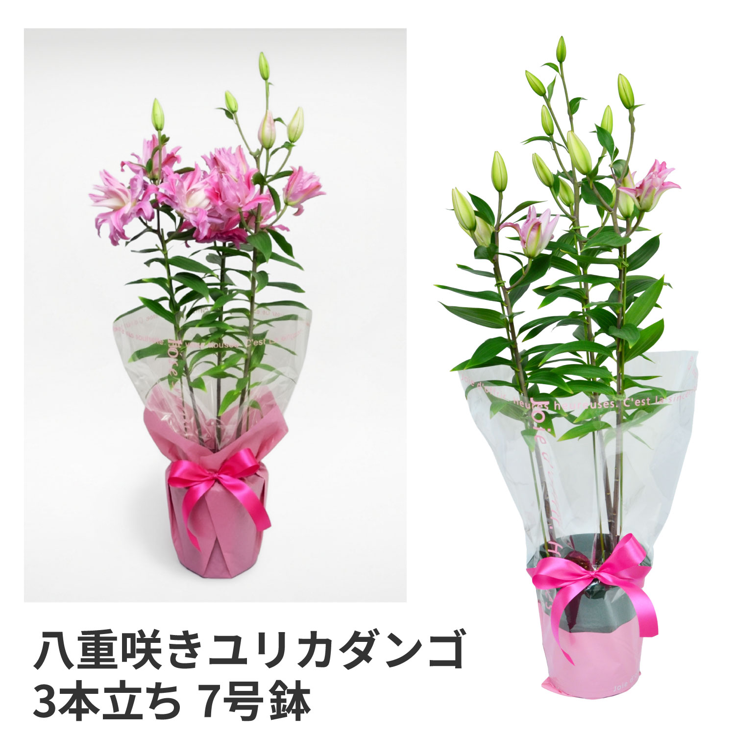 エーデルワイス花の贈り物 母の日 2026 花 ギフト 八重咲ピンクユリ