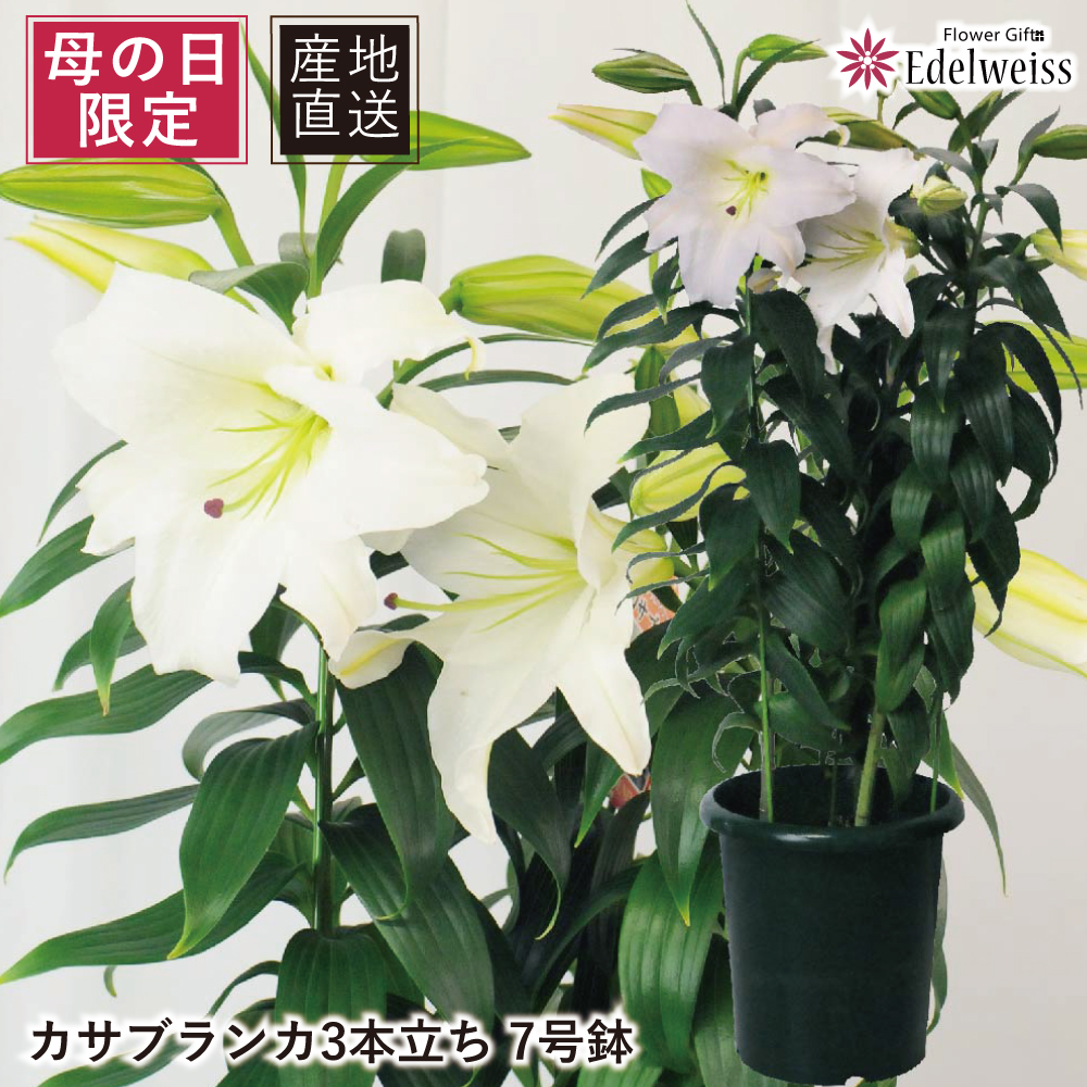 ユカサブランカ