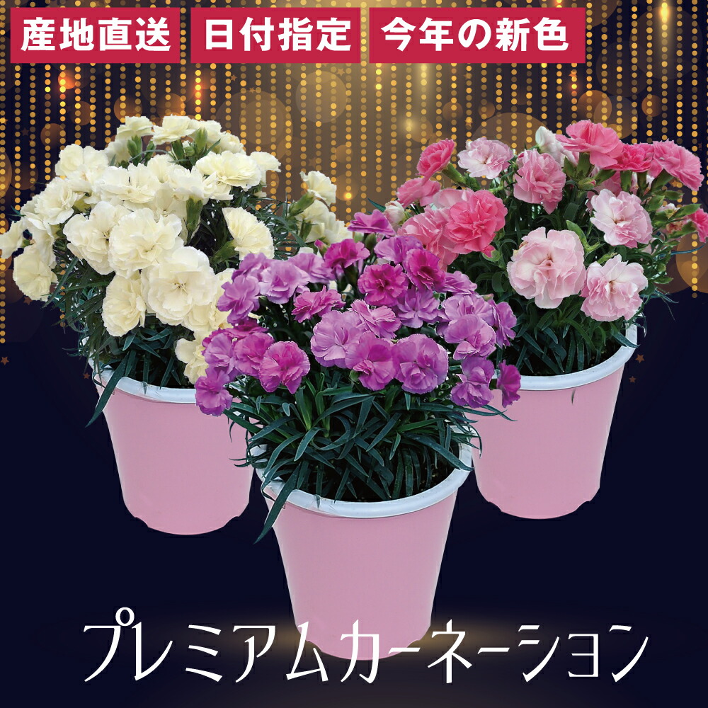 5号プレミアムメイン