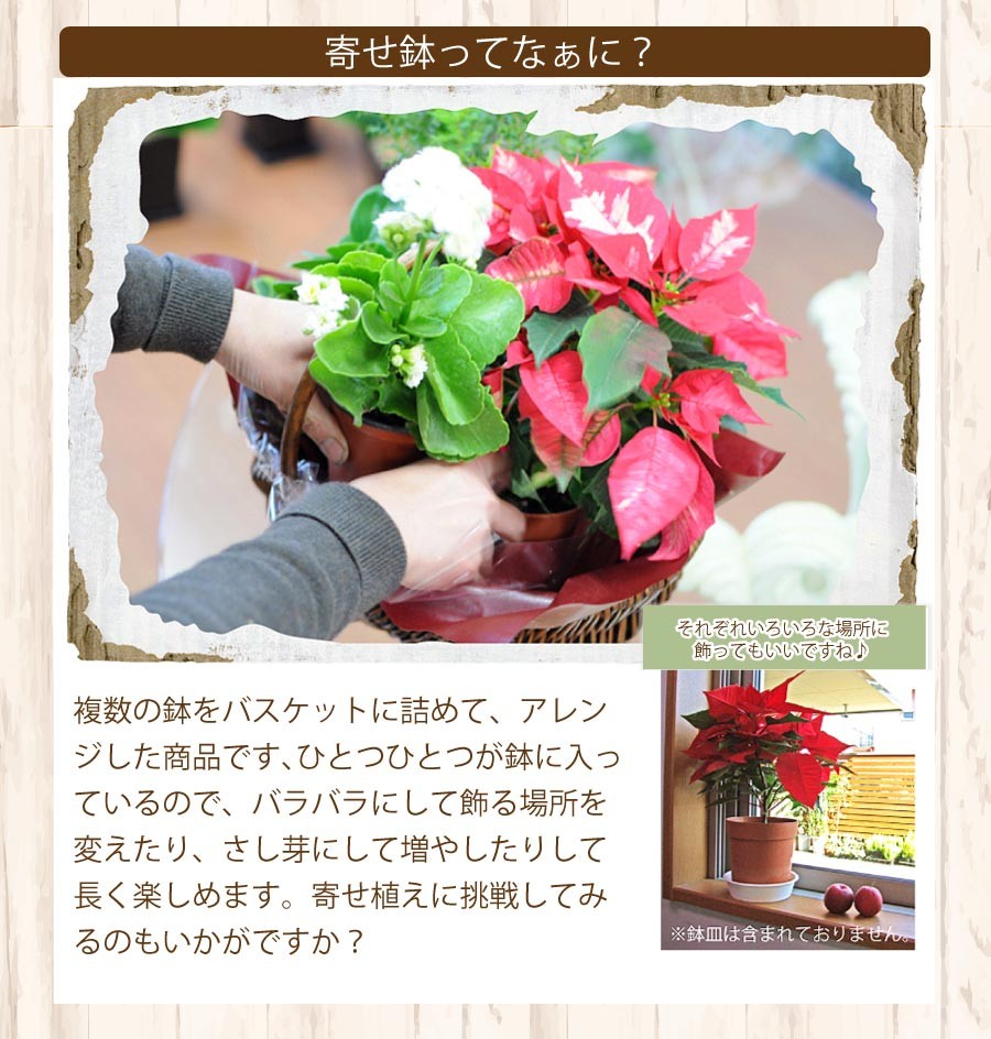 寄せ鉢ってなぁに?