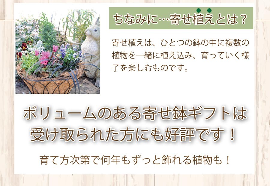 複数の鉢をバスケットに詰めて、アレンジした商品です。一つ一つが鉢に入っているので、ばらばらに飾る場所を変えたり、さし芽にして増やしたりして長く楽しめます。寄せ植えに挑戦してみるのいかがですか♪