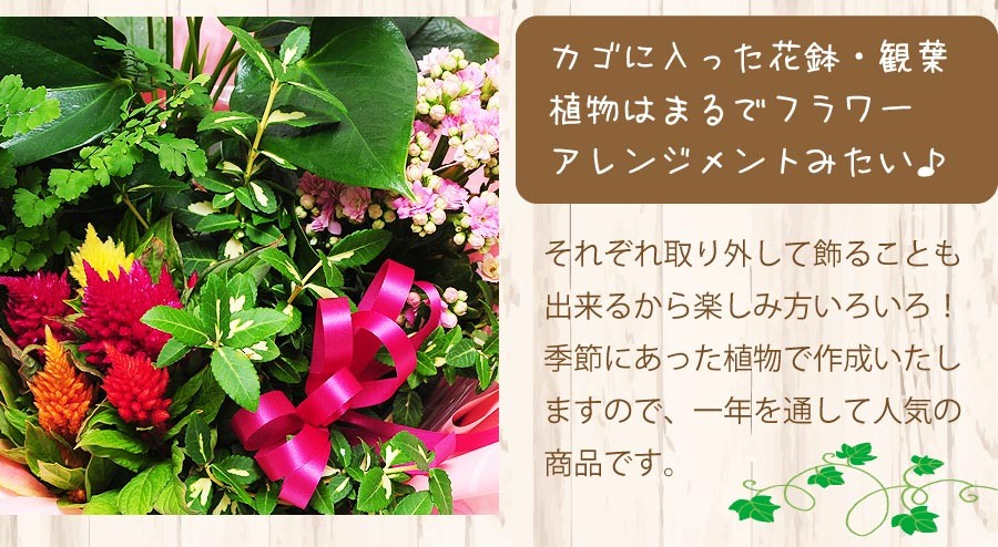カゴに入った鉢花・観葉植物はまるでフラワーアレンジメントみたい♪それぞれ取り外して飾ることも出来るから楽しみ方いろいろ!季節にあった植物で作成いたしますので、一年を通して人気の商品です。