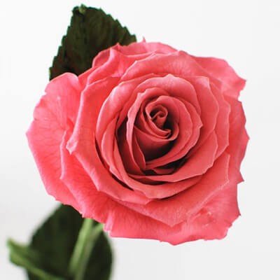 割引購入 プリザーブドフラワー プレゼント 誕生日 ギフト 女性 バラ 一輪 記念日 結婚祝い 卒園祝い プロポーズ 1輪のバラ Aynaelda Com