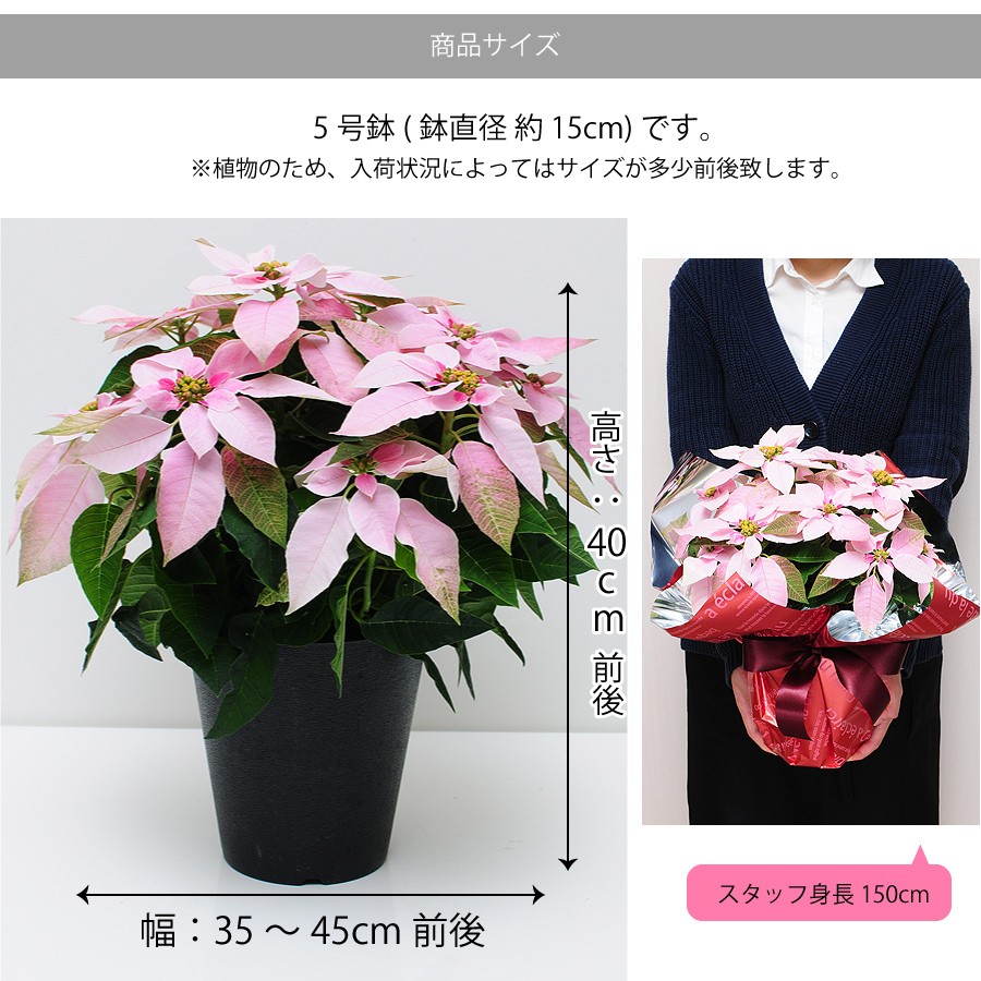 商品サイズ。高さ40cm×幅35cm前後。5号鉢(鉢直径約15cm)です。※植物のため、入荷状況によってはサイズが多少前後致します。