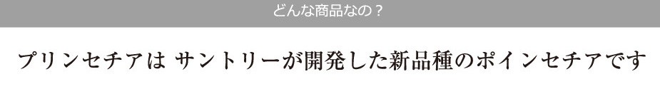 どんな商品なの？プリンセチアはサントリーが開発した新品種のポインセチアです。