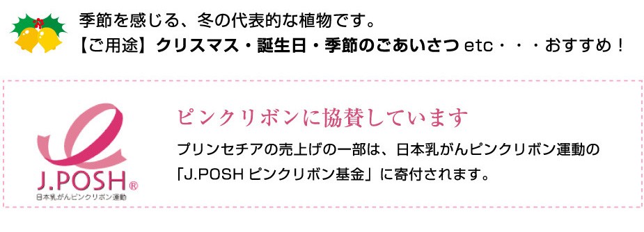 季節を感じる、冬の代表的な植物です。【ご用途】クリスマス・誕生日・季節のごあいさつetc・・・おすすめ!ピンクリボンに協賛しています。プリンセチアの売上げの一部は、日本乳がんピンクリボン運動の「J.POSH ピンクリボン基金」に寄付されます。