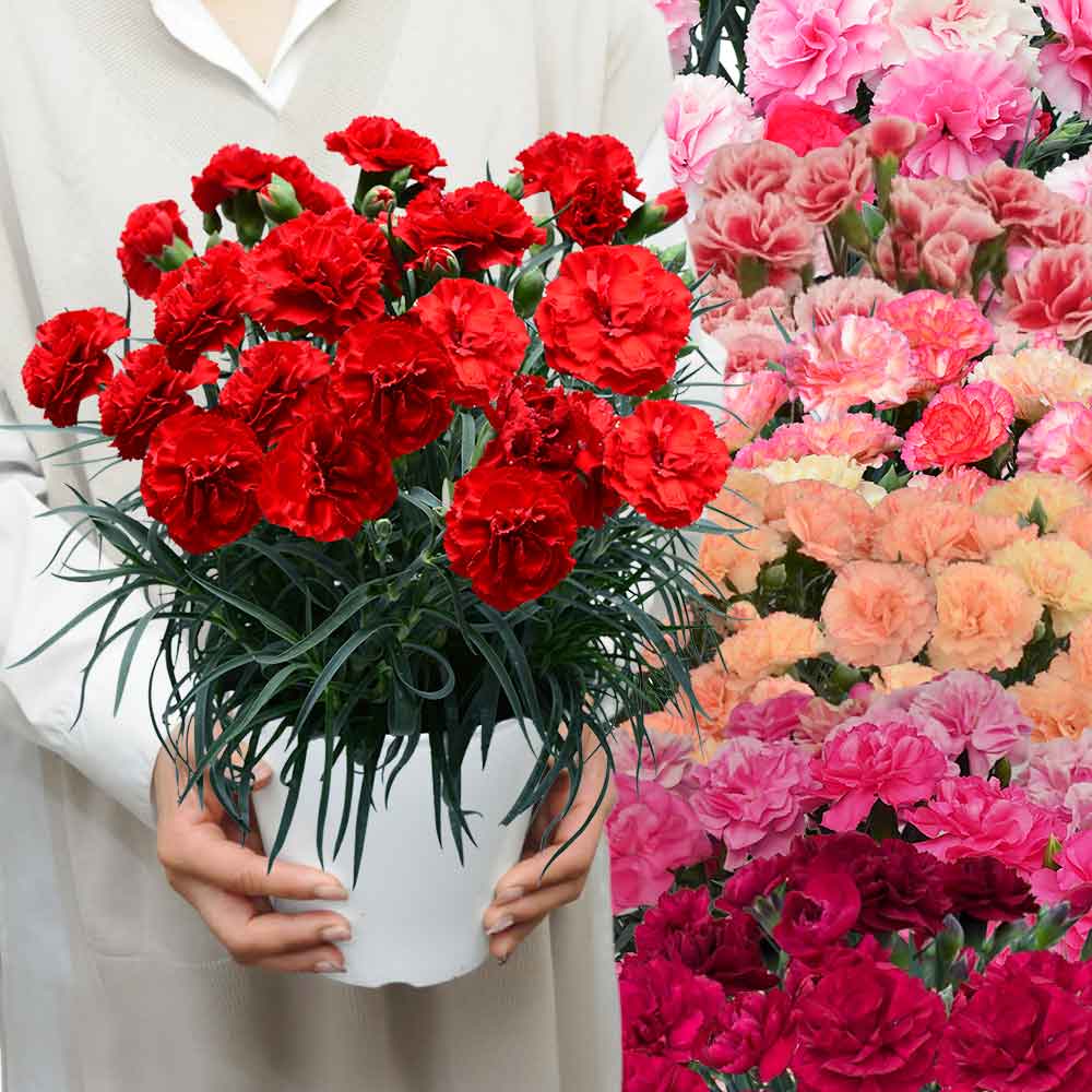 エーデルワイス花の贈り物 母の日 ギフト カーネーション 花 ははの日