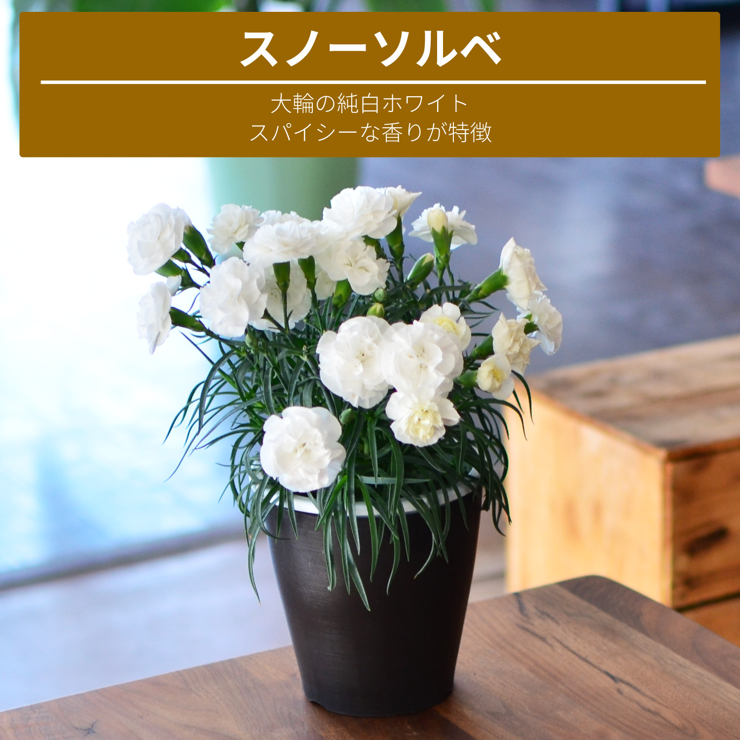 スノーソルベ