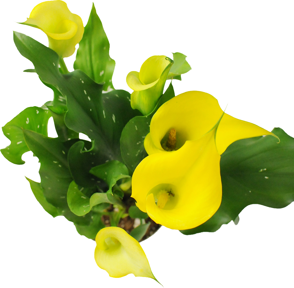 お祝い 誕生日ギフト 花のプレゼント 色が選べるカラーの鉢植え5号鉢