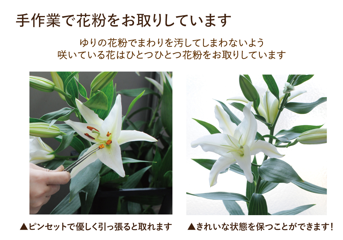 エーデルワイス花の贈り物 誕生日 花束 プレゼント ユリ 百合 エーデルワイス花の贈り物 誕生日 花束 プレゼント ユリ 百合