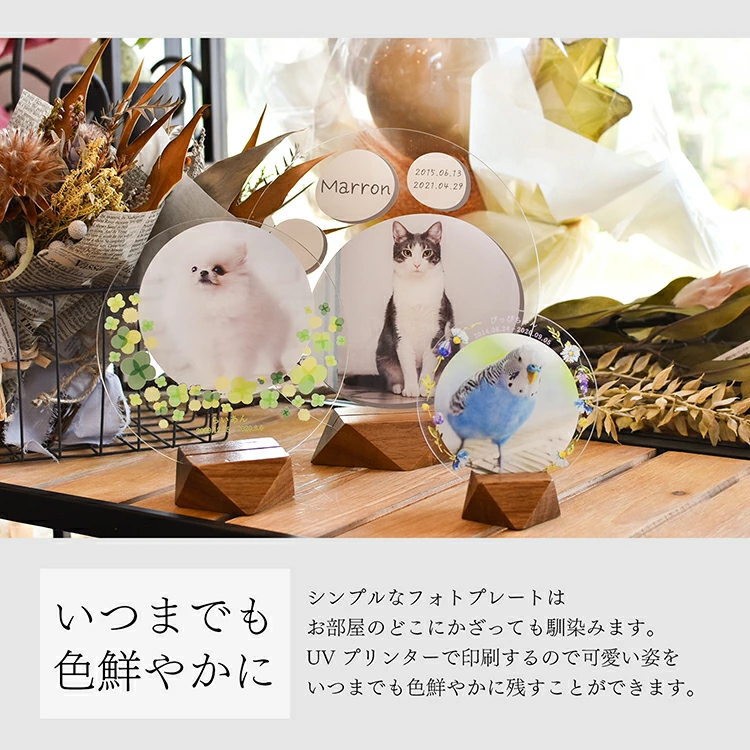 【虹のフォトプレート】ペット 遺影 位牌 写真...の詳細画像3
