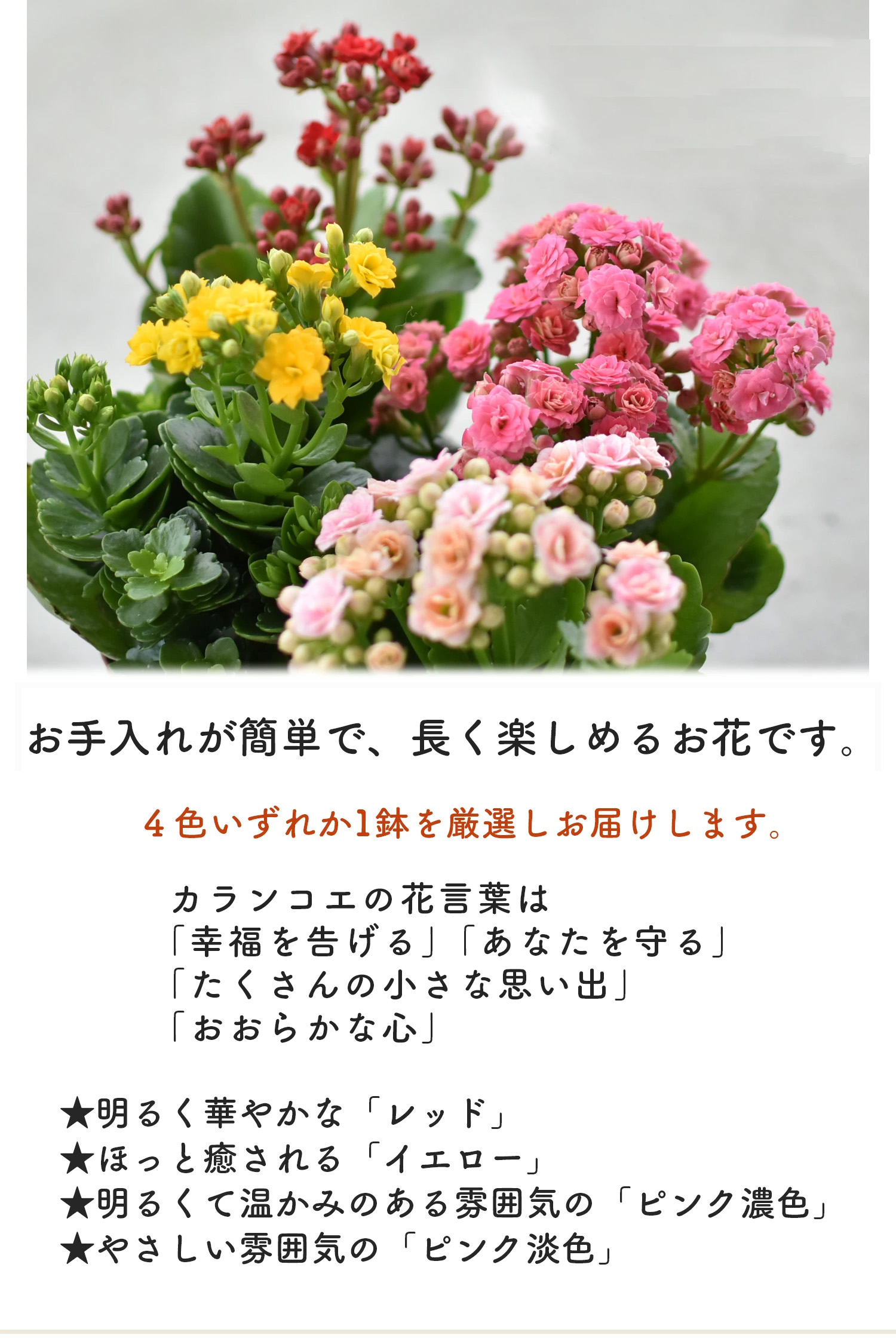 カランコエ 花 ピンクの商品一覧 通販 - Yahoo!ショッピング